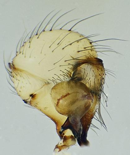 Holocnemus pluchei